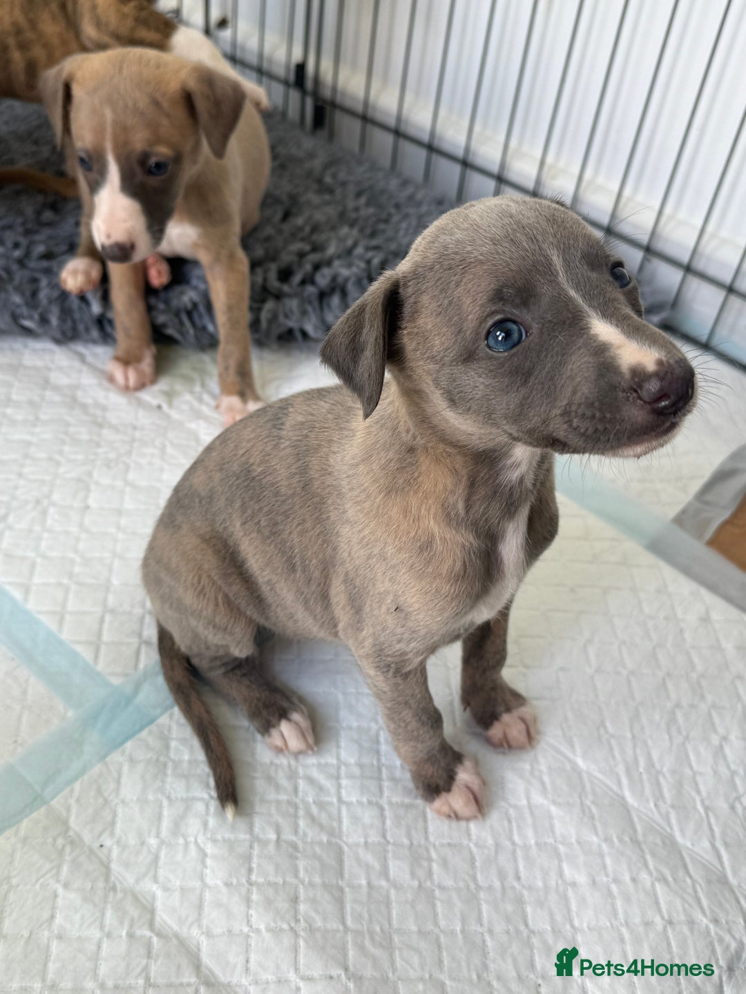 Whippet dogs for sale: Beautiful pedigree whippet puppies  - Image 19