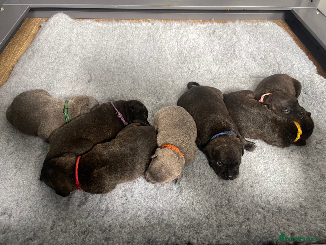 Staffordshire Bull Terrier dogs for sale: Staffordshire bull terrier puppies - Image 1