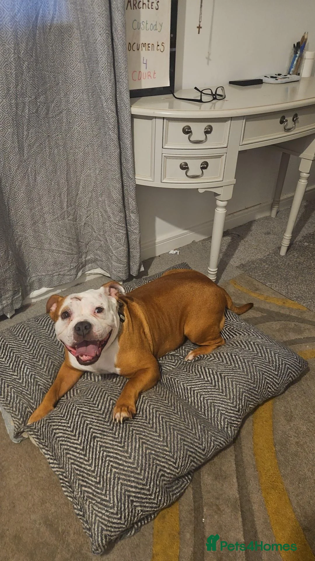 Staffordshire Bull Terrier dogs for sale: Beautiful luna looking for a home  - Advert 5