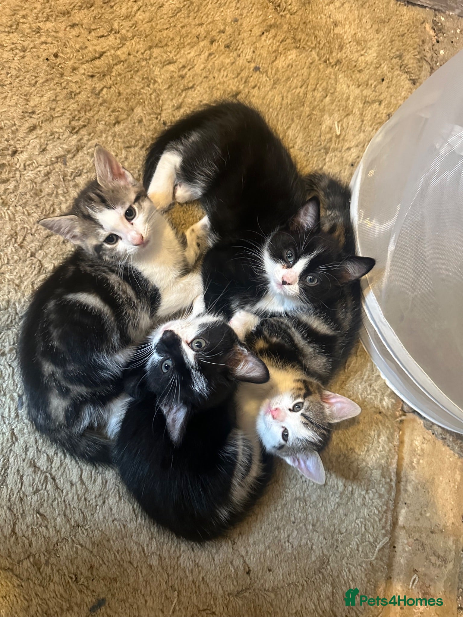 Mixed Breed cats Mixed breed kittens - READY NOW - Advert 8