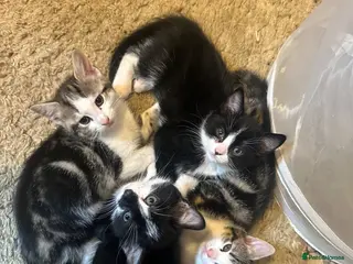 Mixed Breed cats Mixed breed kittens - READY NOW - Advert 1
