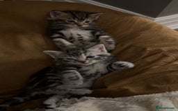 Mixed Breed cats for sale: 5 cute kittens for sale.  - Image 20