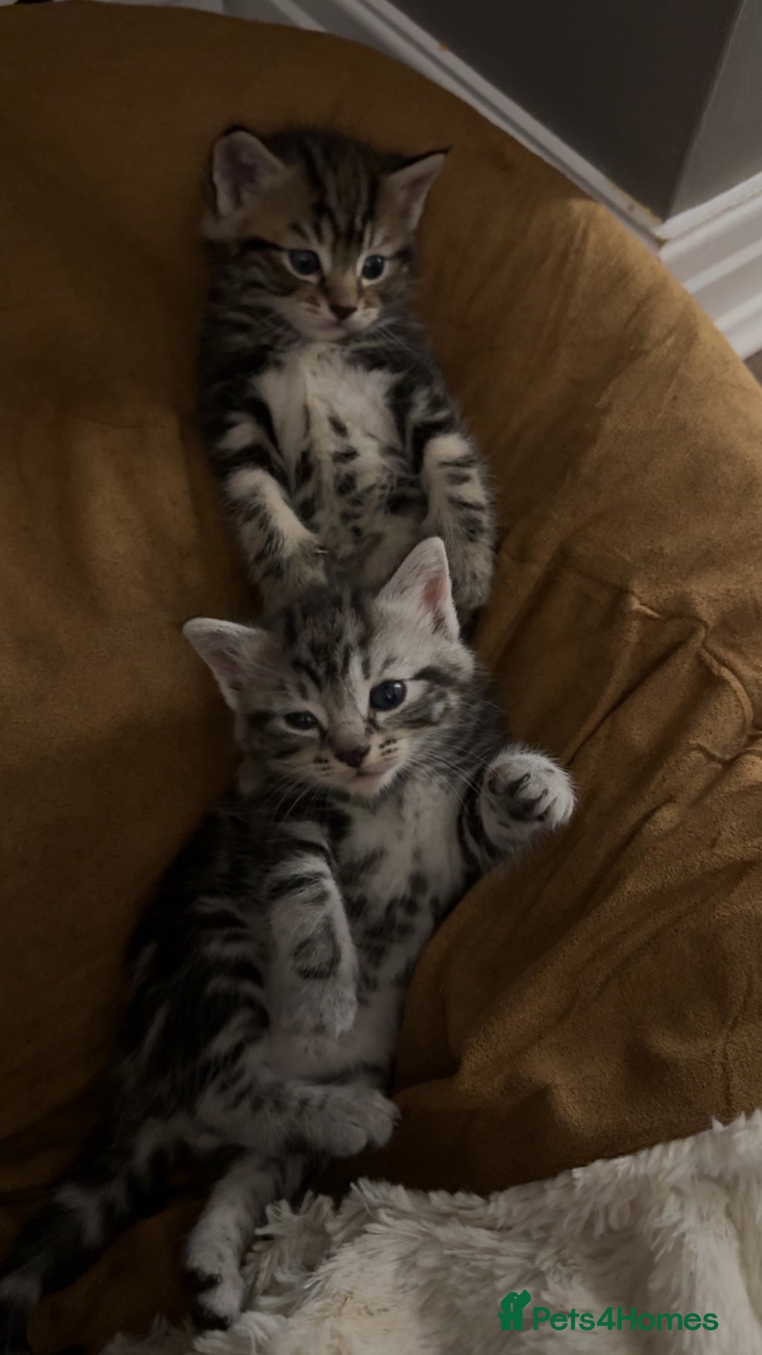 Mixed Breed cats for sale: 5 cute kittens for sale.  - Image 20