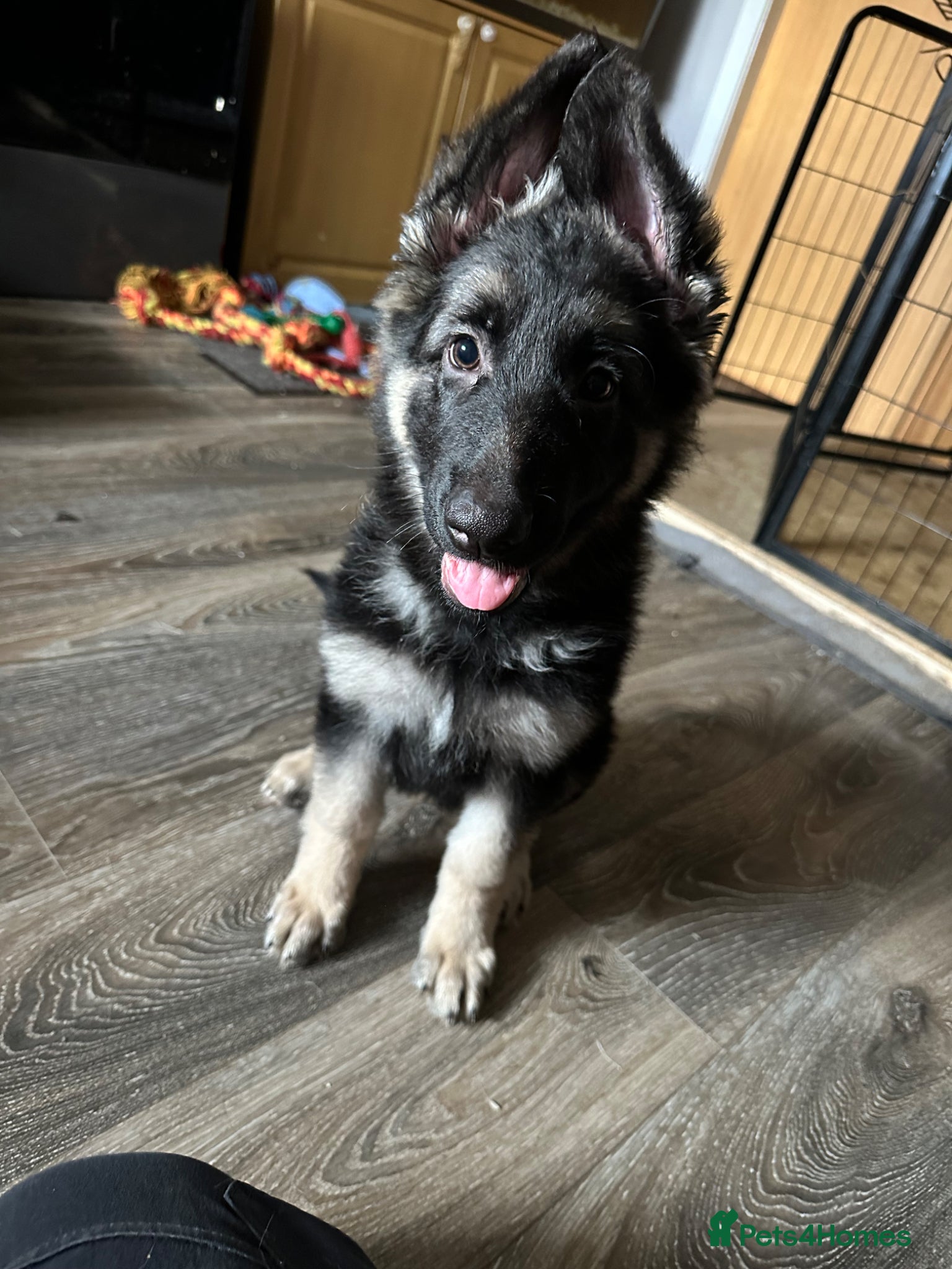 German Shepherd dogs for sale: German shepherd  in Glasgow - Advert 7
