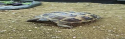 Tortoise reptiles for sale: Horsefield tortoise babies for sale - Advert 1
