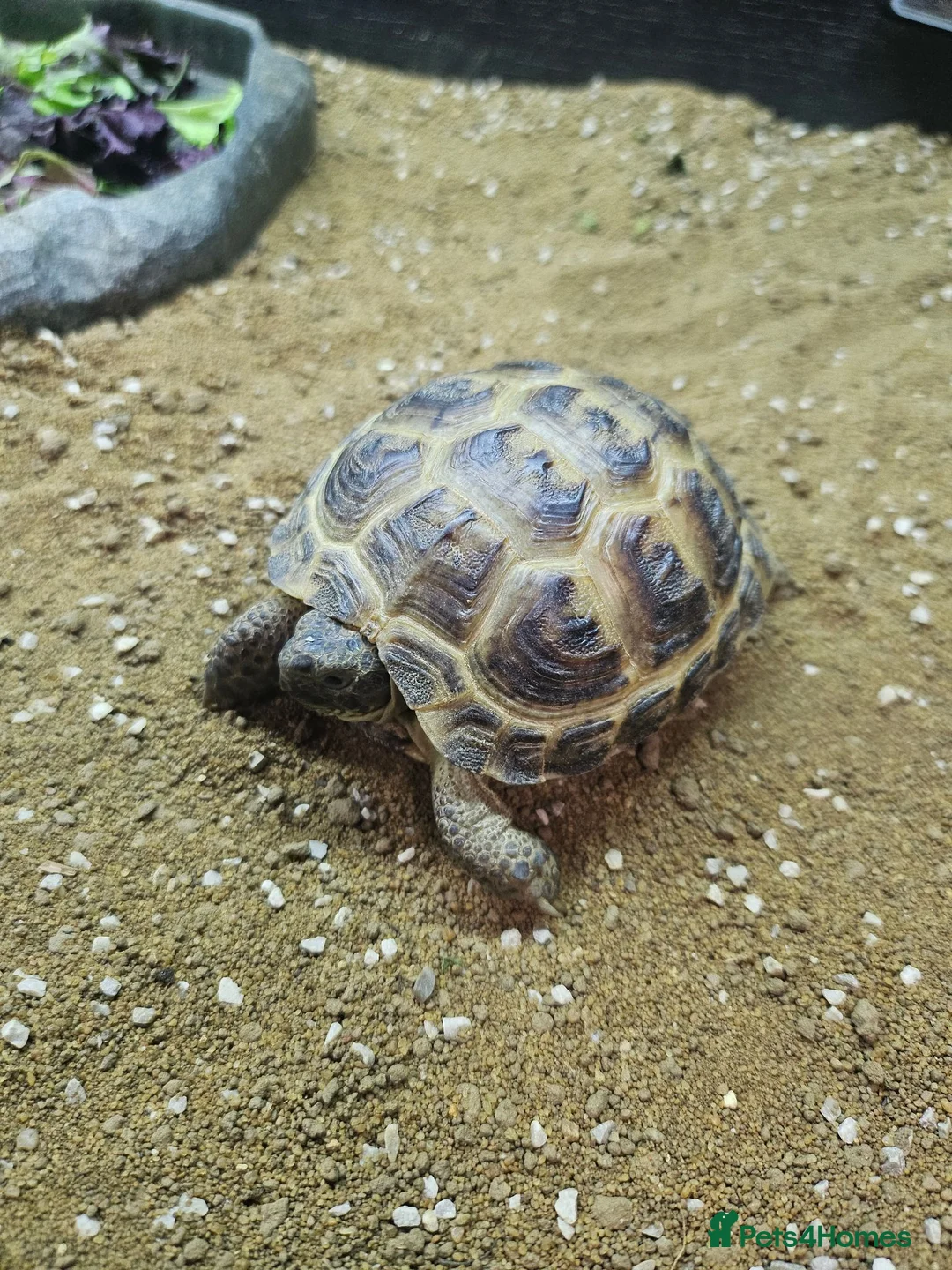 Tortoise reptiles for sale: Horsefield tortoise babies for sale - Advert 1