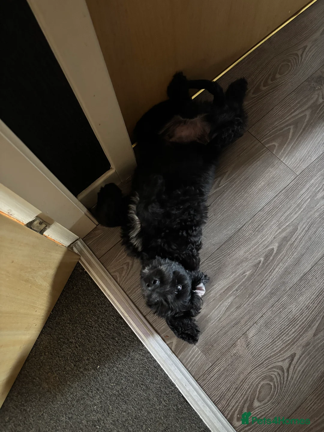 Labradoodle dogs for sale: 10 month old male labradoodle - Advert 7