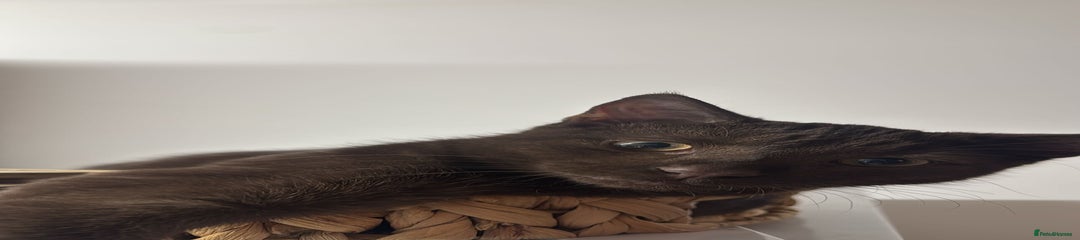 Mixed Breed Kitten 1