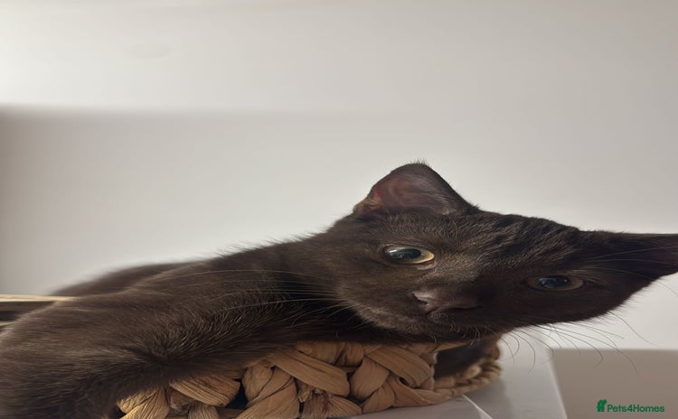 Mixed Breed cats Brown Cat called Reggie - Advert 1