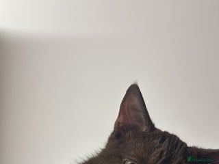 Mixed Breed cats Brown Cat called Reggie - Advert 2