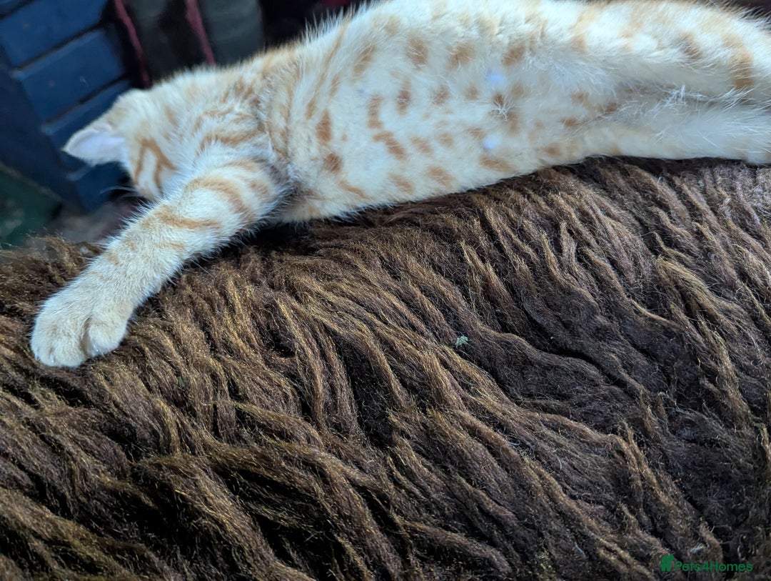 Mixed Breed cats for sale: Two beautiful ginger boys - Image 2