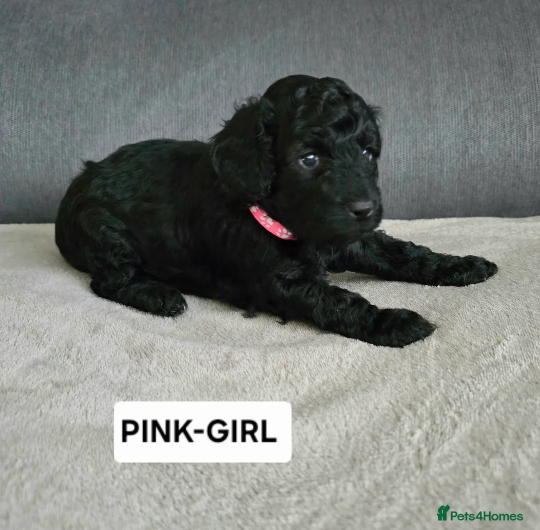 Toy Poodle dogs for sale: BEAUTIFULL BLACK TOY POODLES  - Advert 24