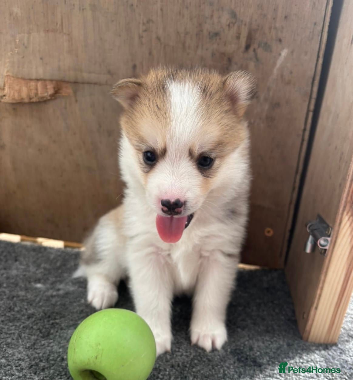 Pomsky dogs Rare Pomsky pups - Gorgeous miniature Husky’s - Advert 3