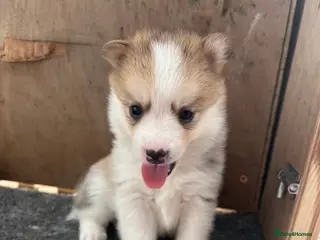 Pomsky dogs Rare Pomsky pups - Gorgeous miniature Husky’s - Advert 3