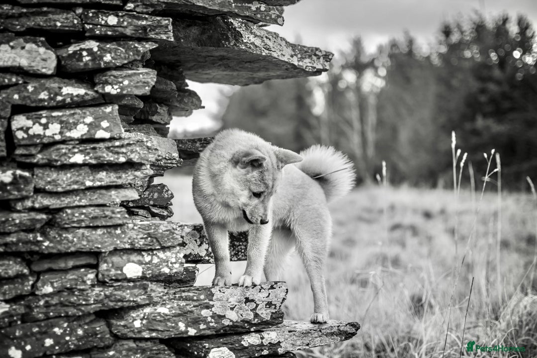 Japanese Shiba Inu dogs for sale: Shiba Inu  - Advert 6