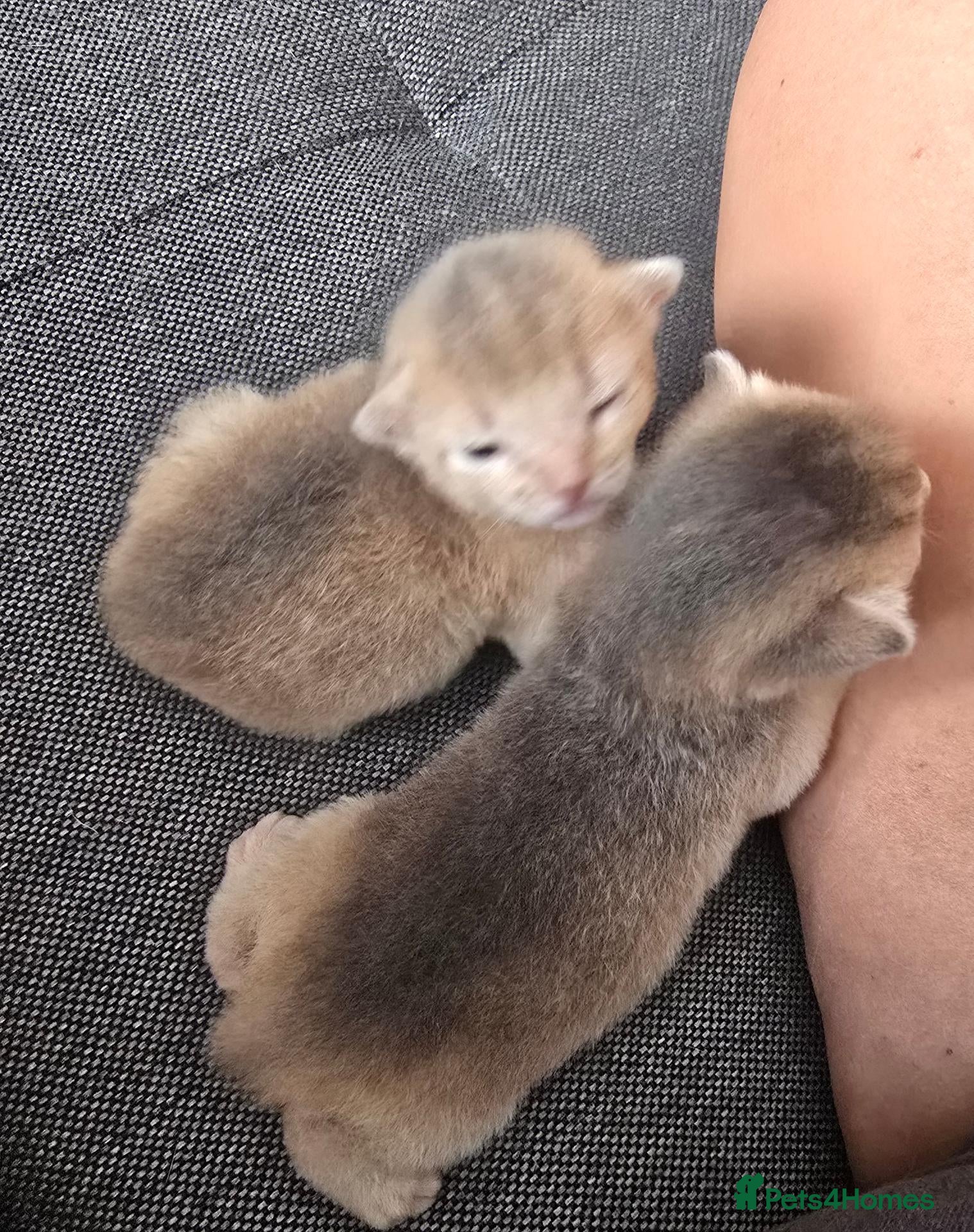 Abyssinian cats Adorable  Abyssinian  male for sale - Advert 2