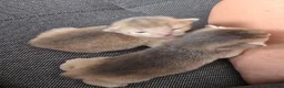 Abyssinian cats for sale: Adorable  Abyssinian  male for sale - Advert 8