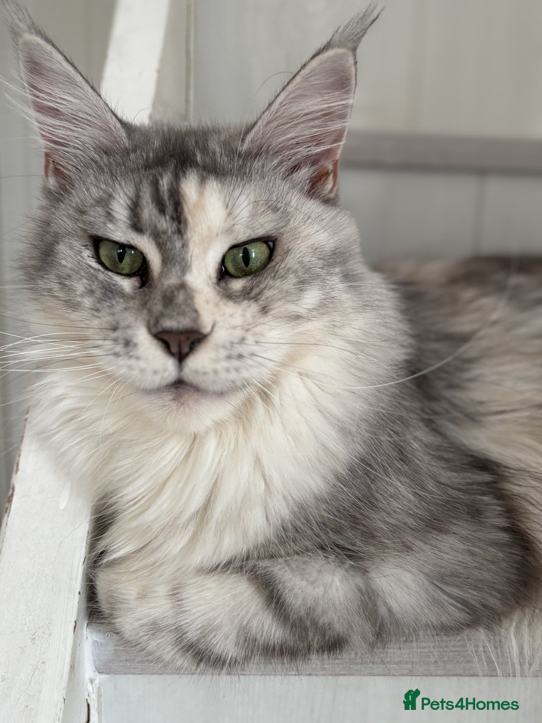Maine Coon cats for sale: Maine Coon Green Eye girl 3 years old  - Image 3