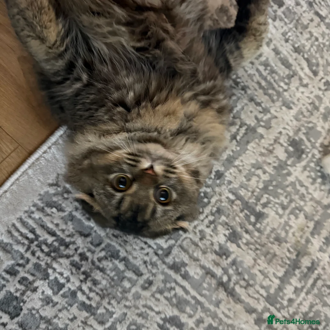 Scottish Fold cats for sale: Longhair Scottish Fold  - Advert 8