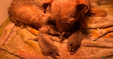 Patterdale Terrier dogs One Boy Ready 20/11/25 - Advert 15