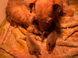 Patterdale Terrier dogs One Boy Ready 20/11/25 - Advert 4