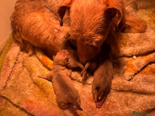 Patterdale Terrier dogs Ready Late December - Advert 4