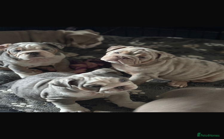 English Bulldog dogs - Advert 6