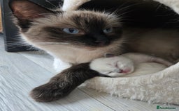 Ragdoll cats for sale: 4 Stunning Ragdolls (ready in August) in Bristol - Image 2