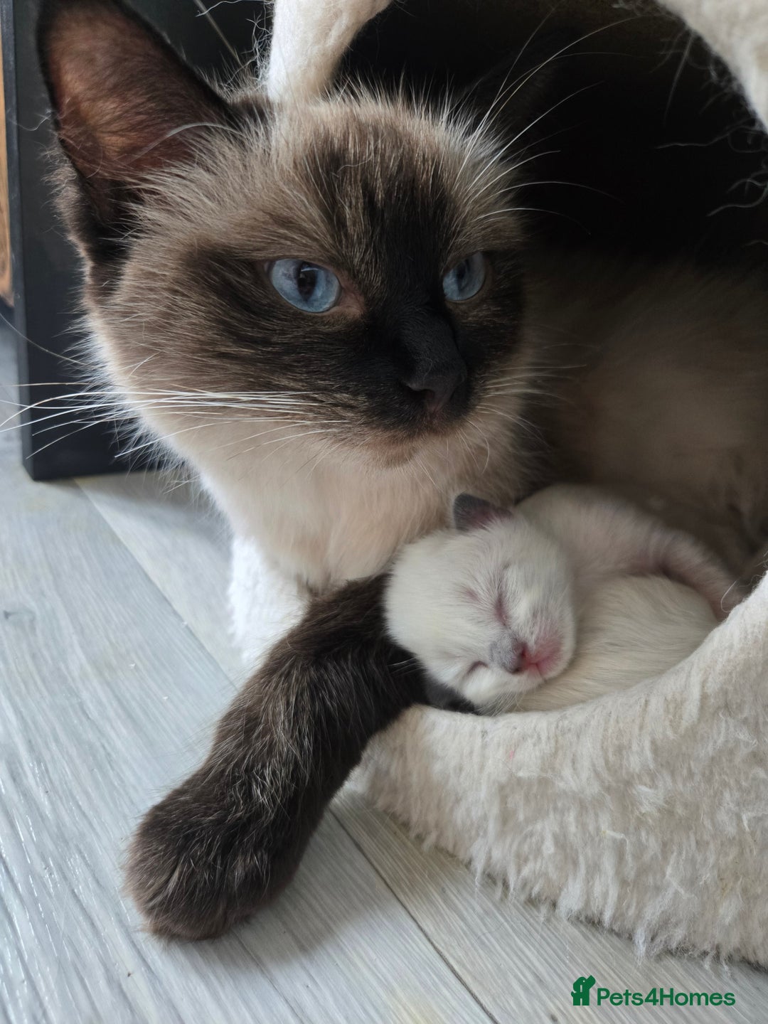Ragdoll cats for sale: 4 Stunning Ragdolls (ready in August) in Bristol - Image 2