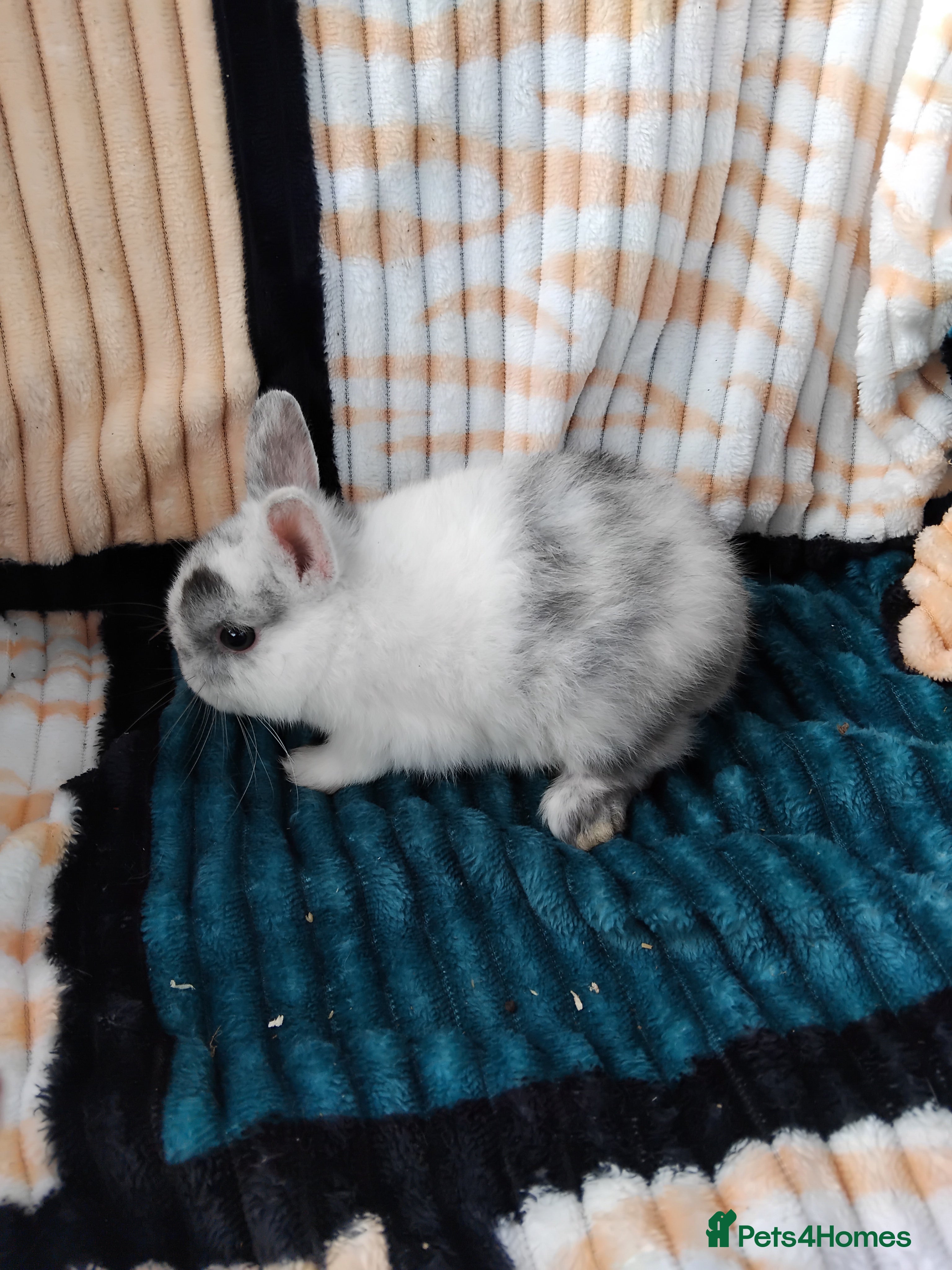 Netherland Dwarf rabbits Baby Netherland Dwarf rabbits  - Advert 2