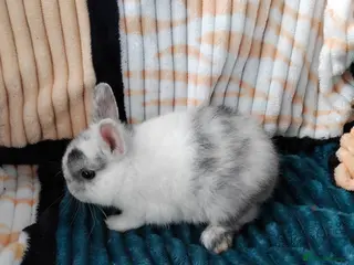 Netherland Dwarf rabbits Baby Netherland Dwarf rabbits - Advert 2