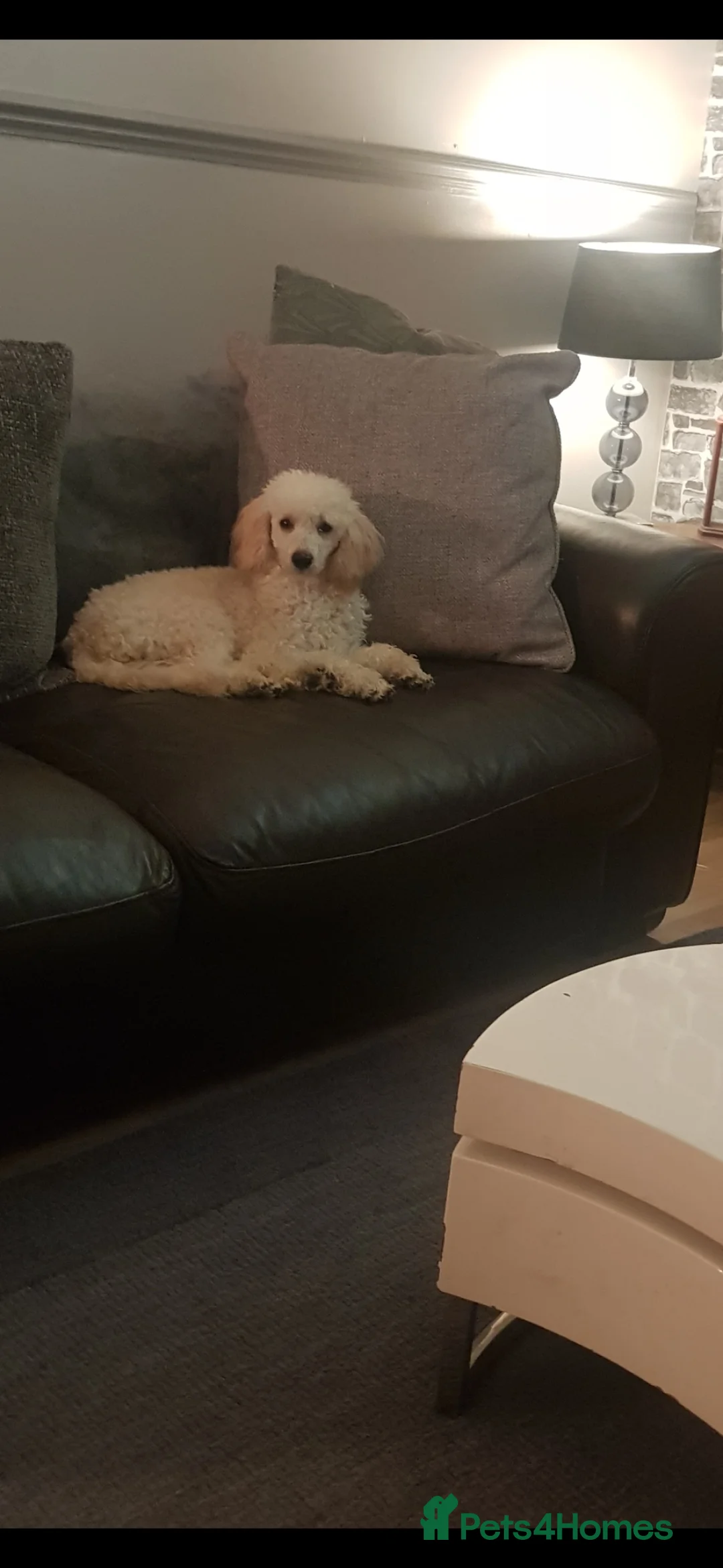 Miniature Poodle dogs for sale: Miniature poodles  - Advert 2
