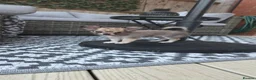 Chihuahua dogs for sale: Three Amigos - Longhaired Chihuahua Male Pups  - Advert 16