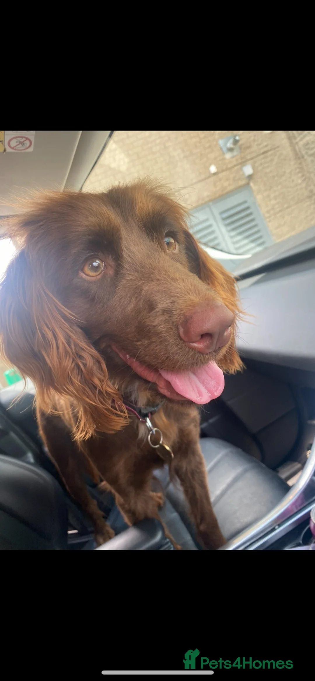Cocker Spaniel dogs for sale: Working Cocker X Show Cocker  - Advert 2