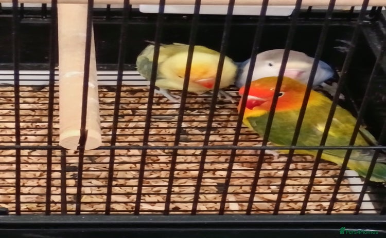 Lovebirds birds - Advert 1