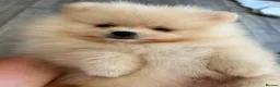 Pomeranian dogs for stud: ⭐⭐⭐ **** TEDDY FACED POMERANIAN STUD ⭐⭐⭐ - Advert 12