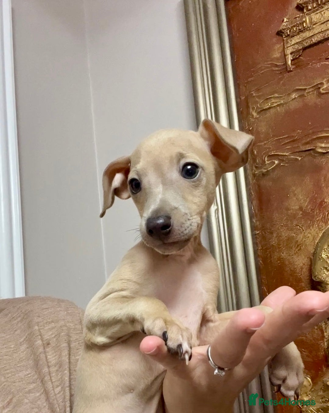 Italian Greyhound dogs for sale: Stunning Pedigree Italian Greyhounds Cream & Fawn  - Image 9