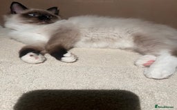 Ragdoll cats for sale: 3 month male ragdoll - Advert 10
