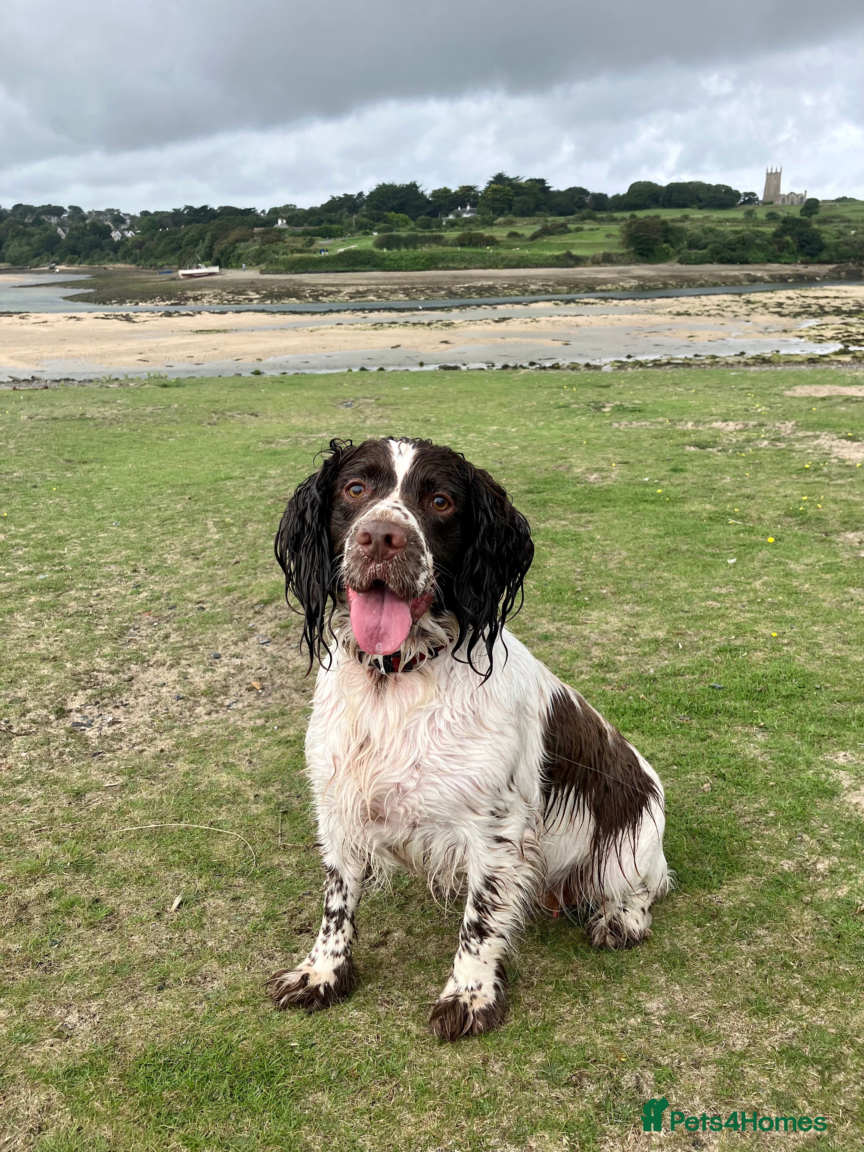 Sprocker dogs Liver and White Sprocker - Advert 1