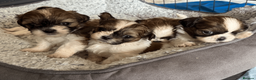 Shih Tzu dogs for sale: Pure-bred Shih tzu pups in Sutton - Advert 12