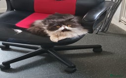 Exotic cats for sale: Sweeney the exotic Persian  - Image 3