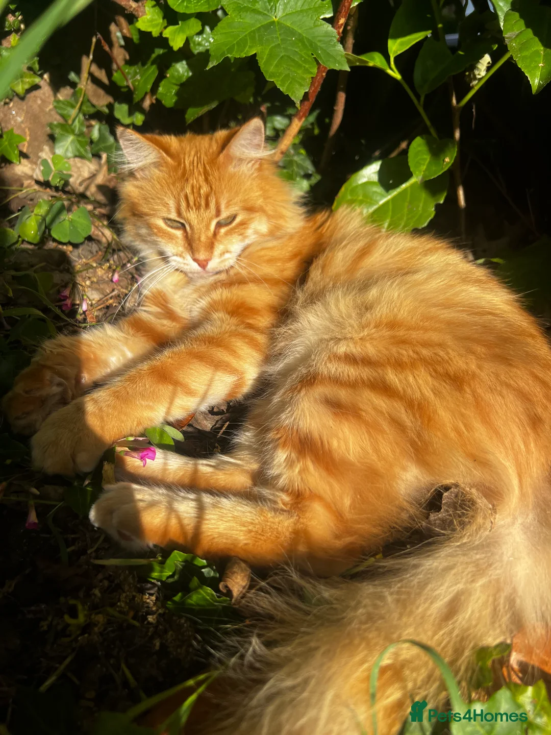 Siberian cats for sale: Beautiful Siberian mix kittens  - Advert 1