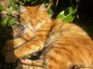 Siberian cats Beautiful Siberian mix kittens - Advert 2