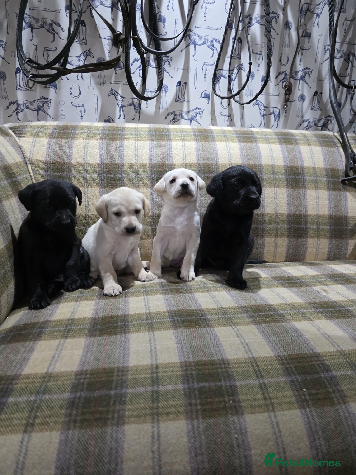 Labrador Retriever dogs Labrador puppies gold and black boys and girls  - Advert 7