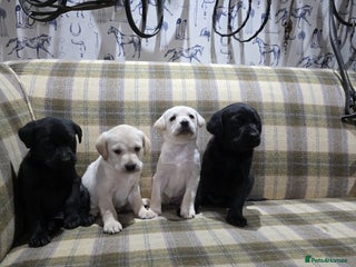 Labrador Retriever dogs Labrador puppies gold and black boys and girls - Advert 2