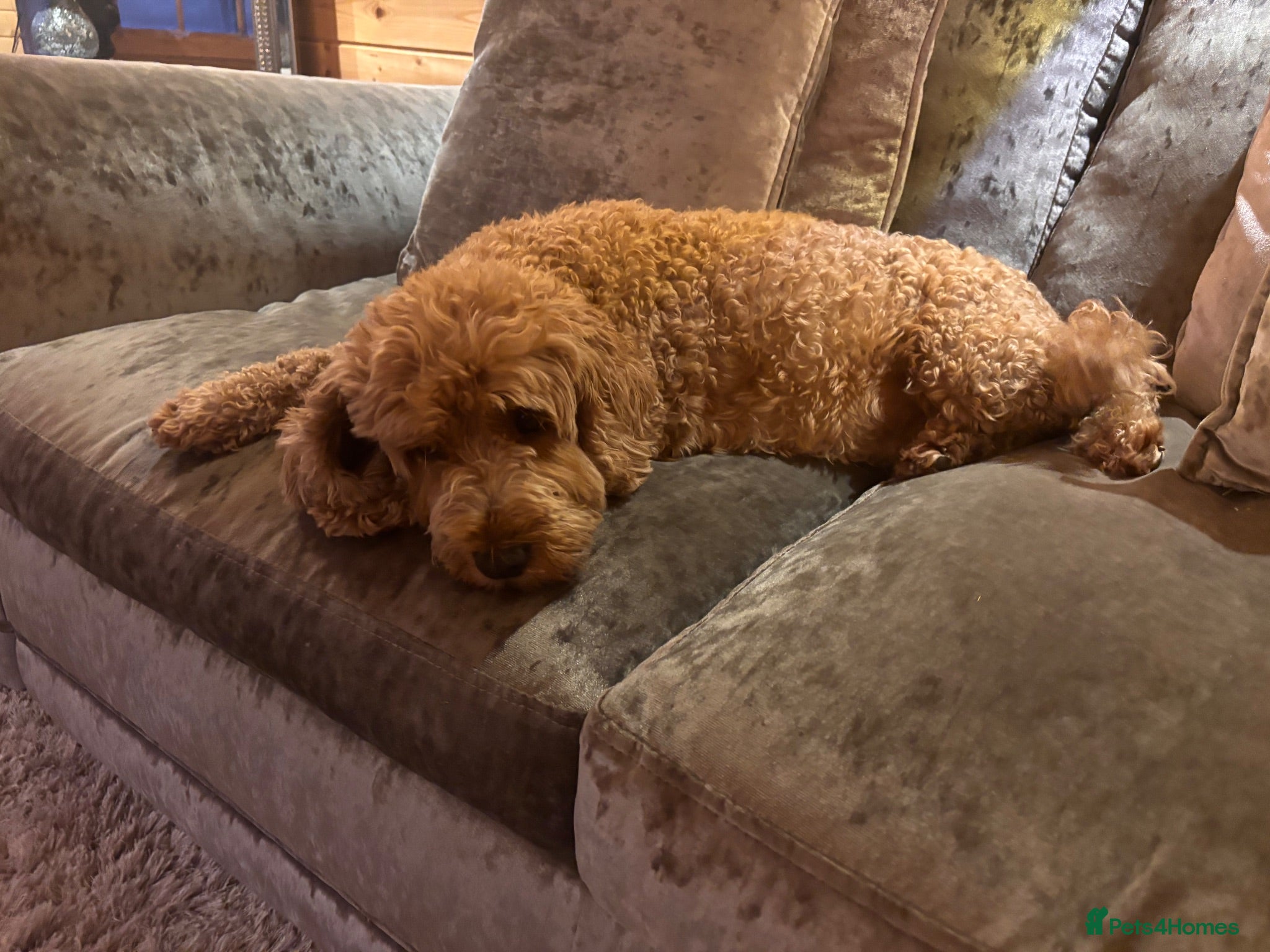 Cockapoo dogs Cockapoo girl Sadly looking for her forever home  - Advert 3
