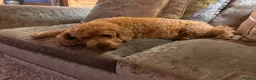 Cockapoo dogs for sale: Cockapoo girl Sadly looking for her forever home  in King's Lynn - Advert 1