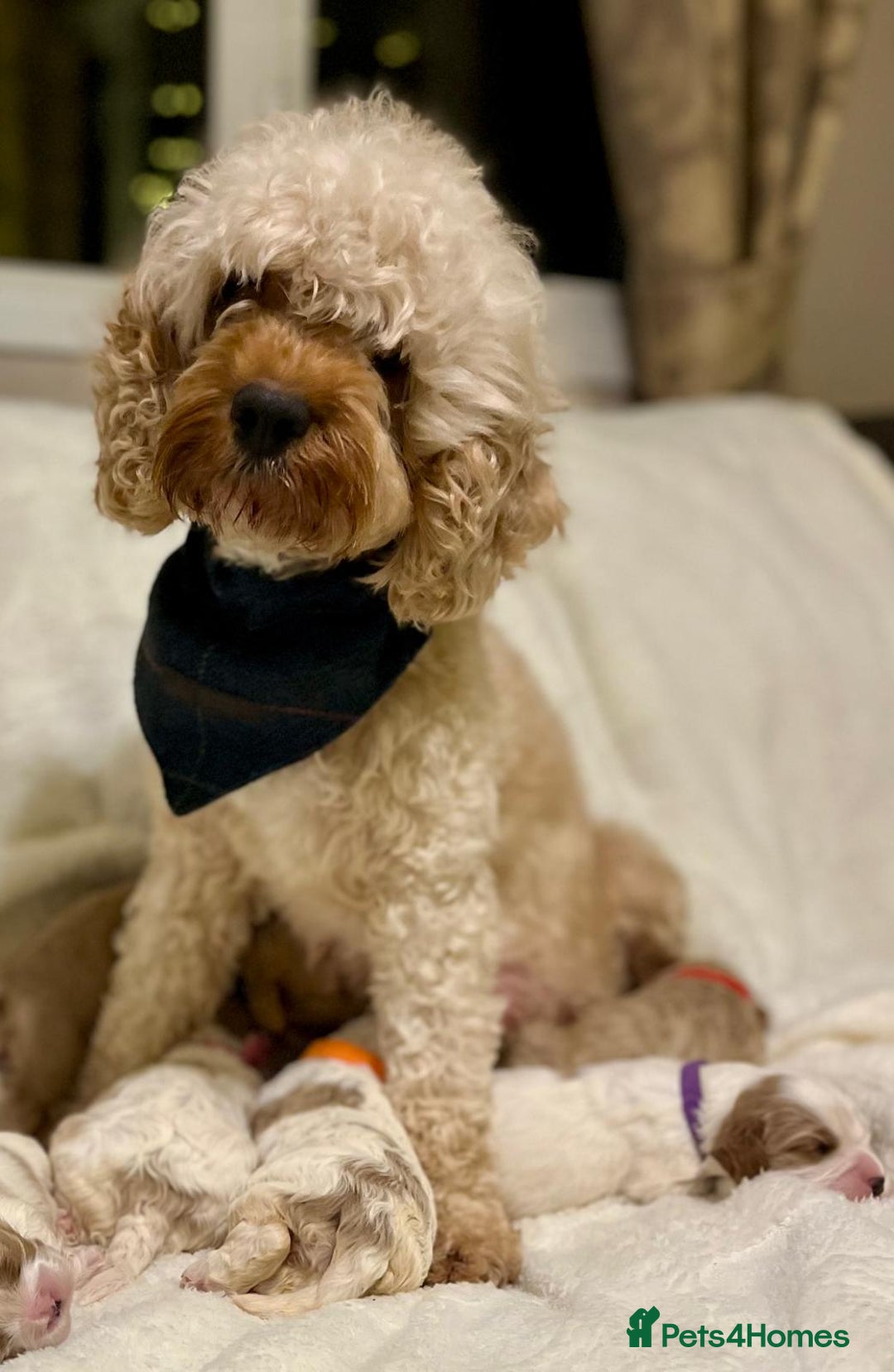 Cavapoo dogs for sale: F1B cavapoo puppies-extensively health tested - Advert 1