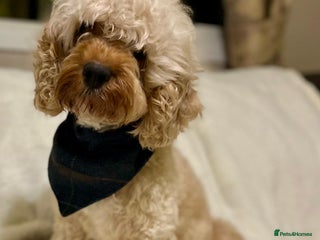 Cavapoo dogs F1B cavapoo puppies-extensively health tested - Advert 1