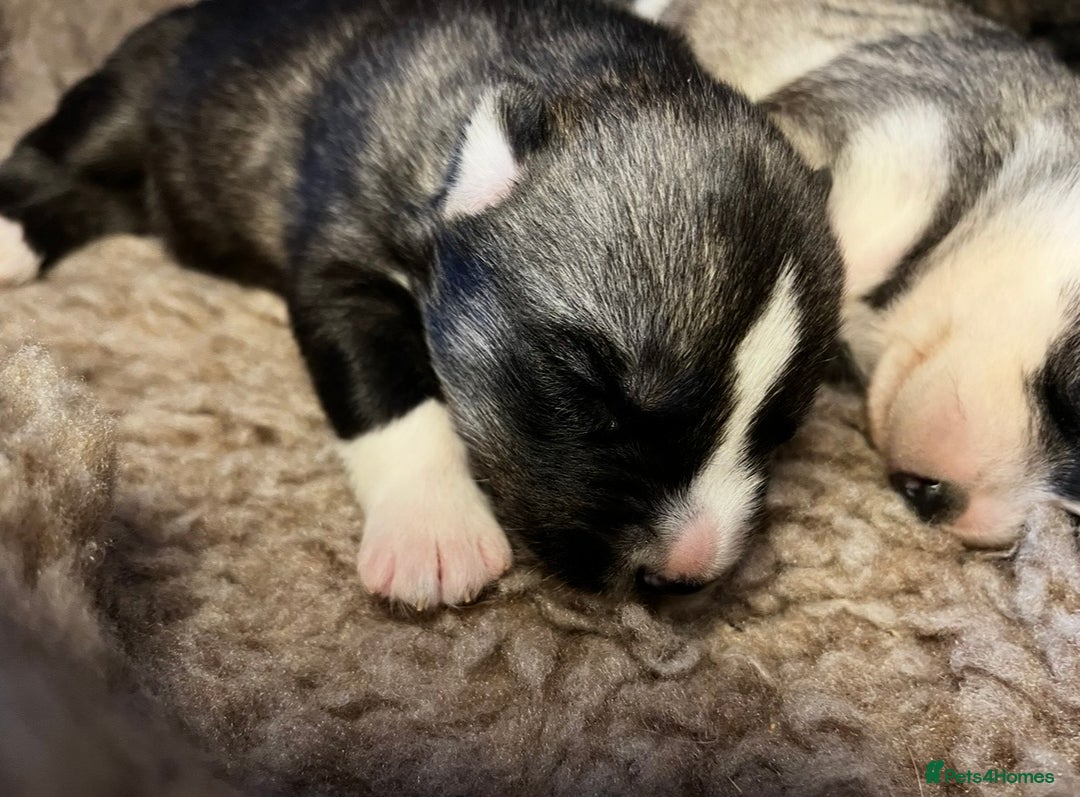 Siberian Husky dogs for sale: Stunning Husky Puppies - Advert 20